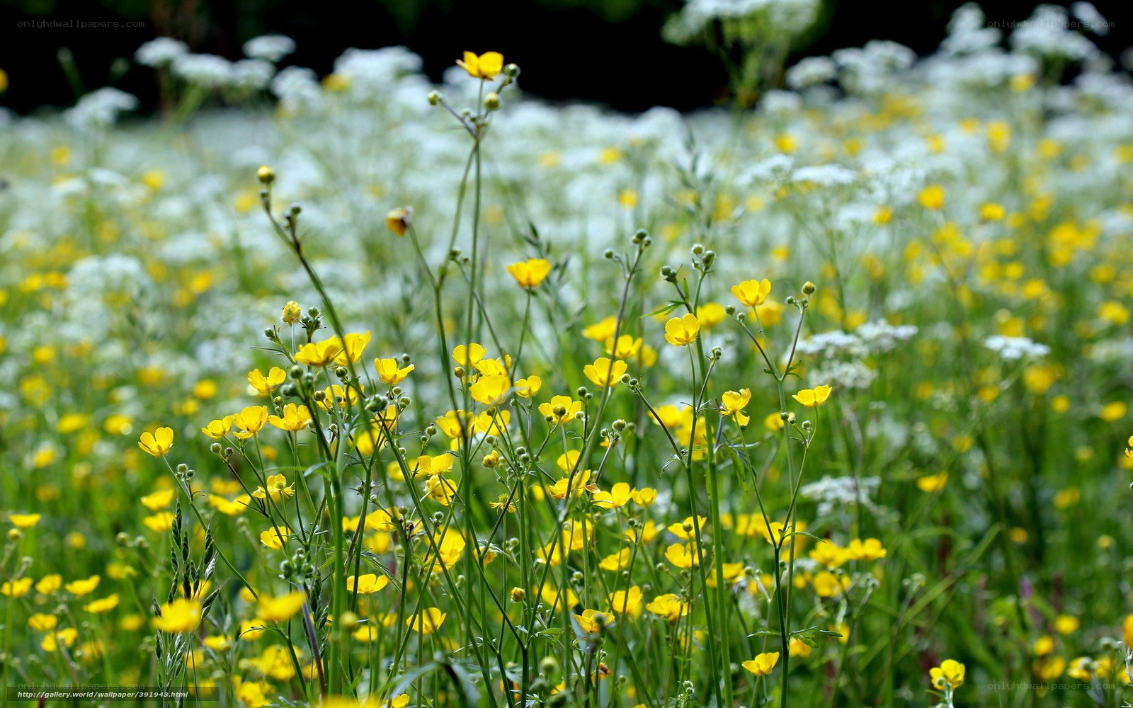 Yellow flowers in a meadow
