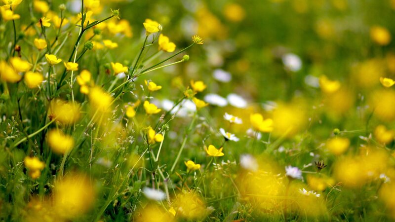 Yellow flowers in a meadow