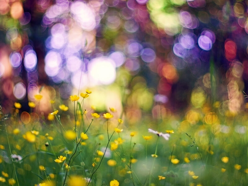 Yellow flowers in a meadow