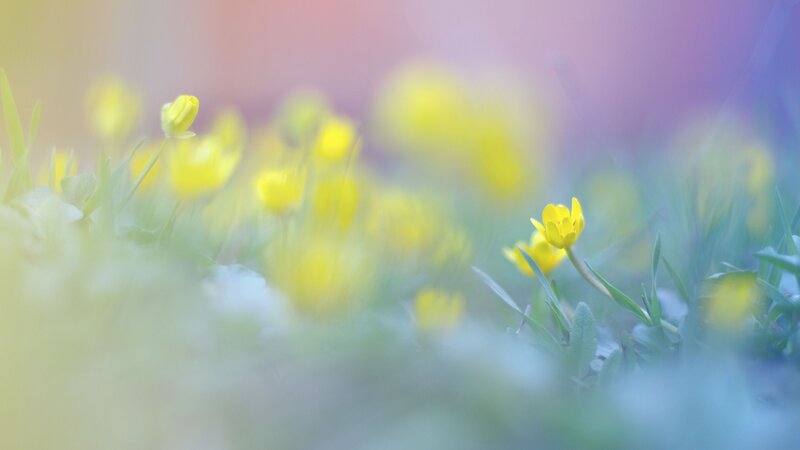 Yellow flowers in a meadow