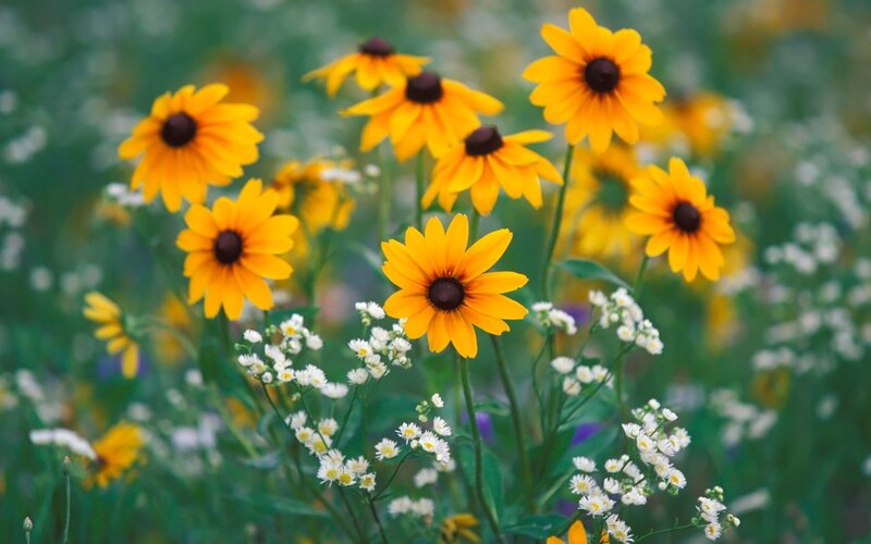 Yellow flowers in a meadow
