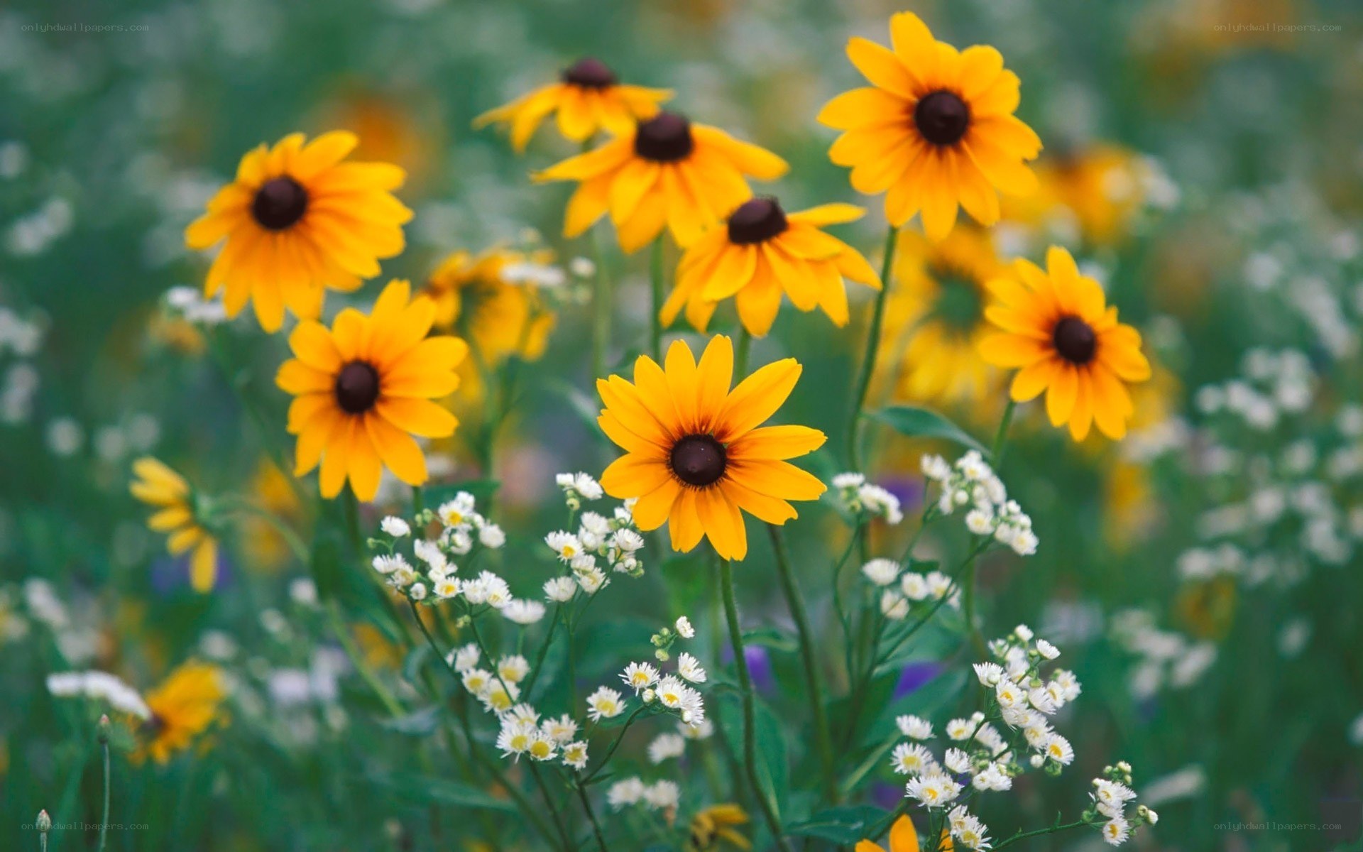 Yellow flowers in a meadow