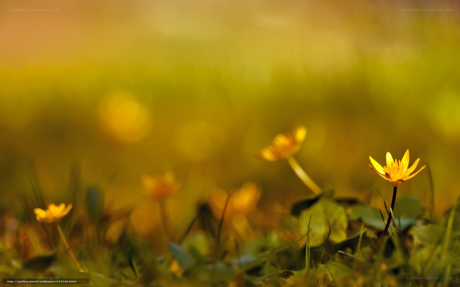 Yellow flowers in a meadow