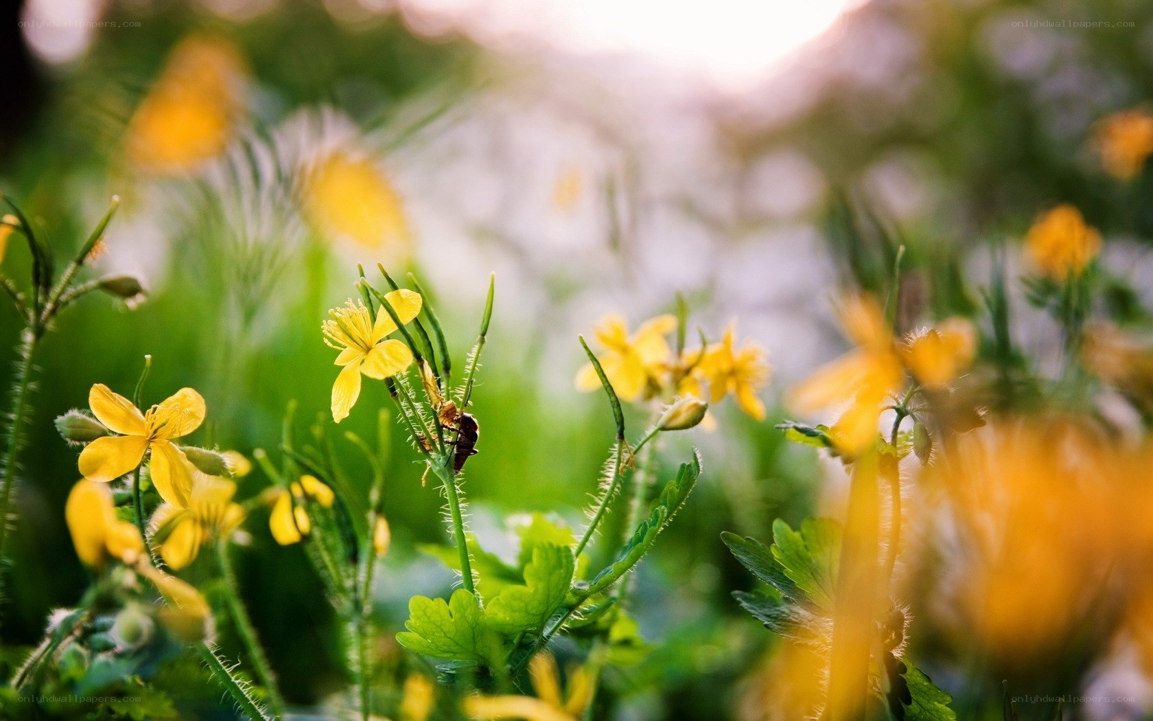 Yellow flowers in a meadow