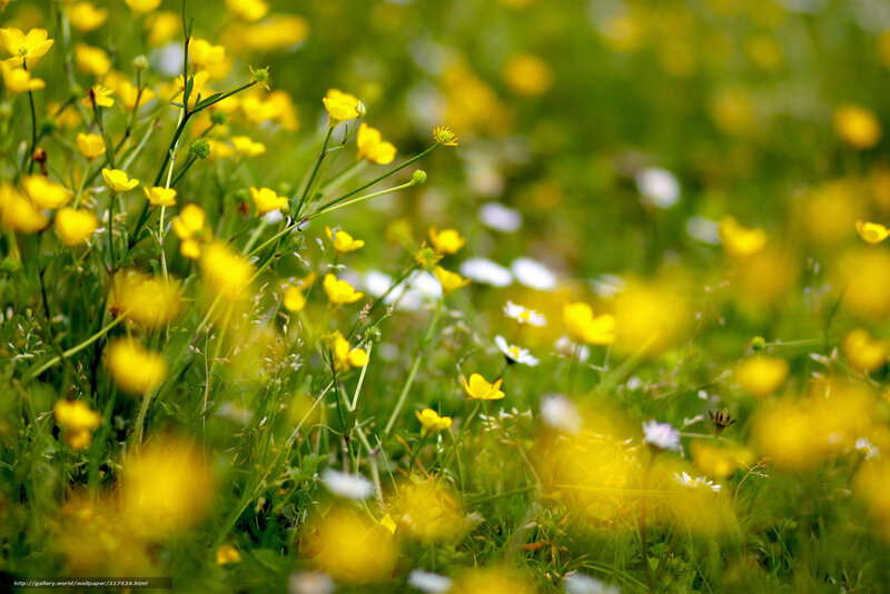 Yellow flowers in a meadow