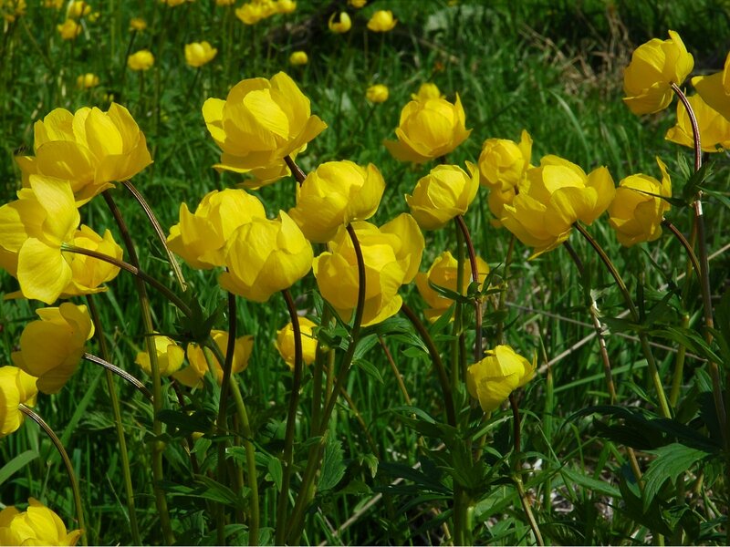 Yellow flowers in a meadow