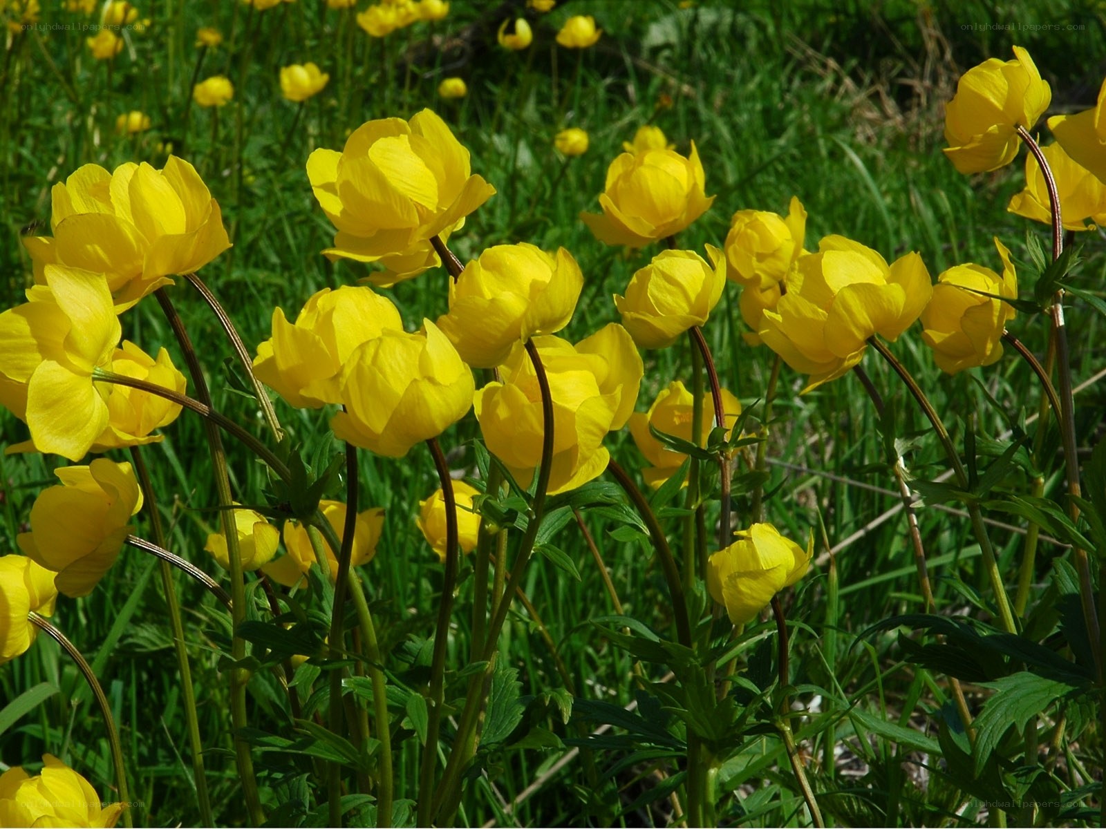 Yellow flowers in a meadow