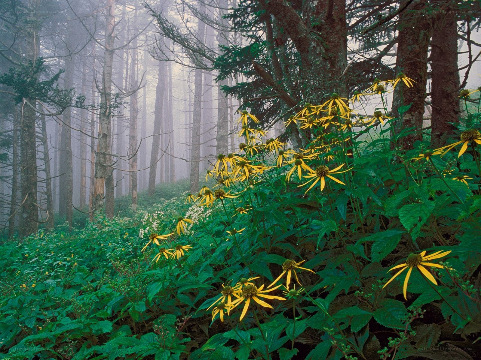 Yellow flowers in a misty forest