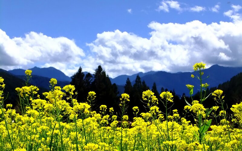 Yellow flowers in a mountain field