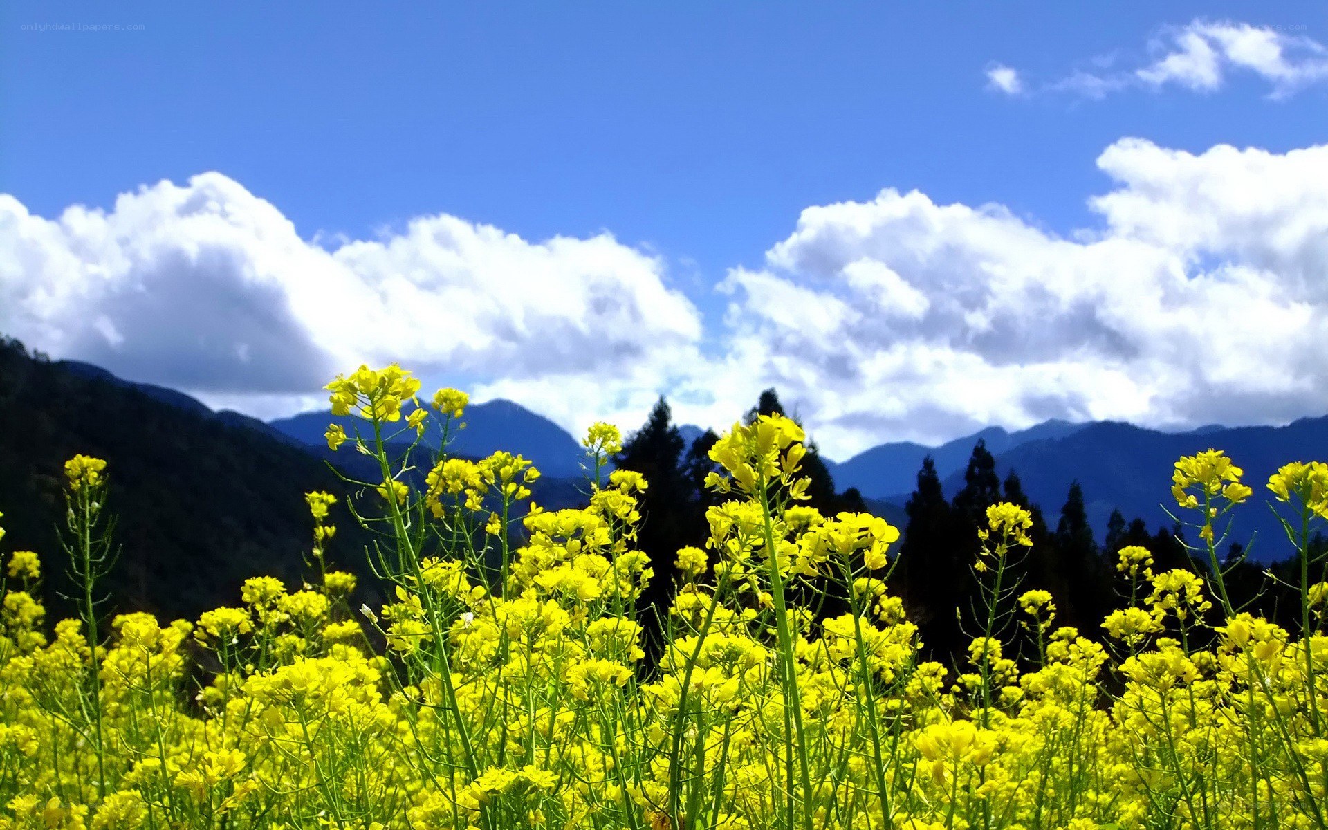 Yellow flowers in a mountain field