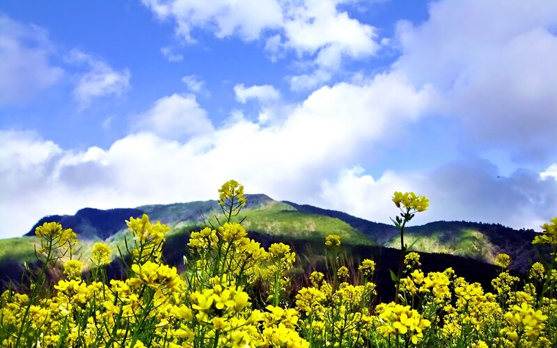 Yellow flowers in a mountain landscape