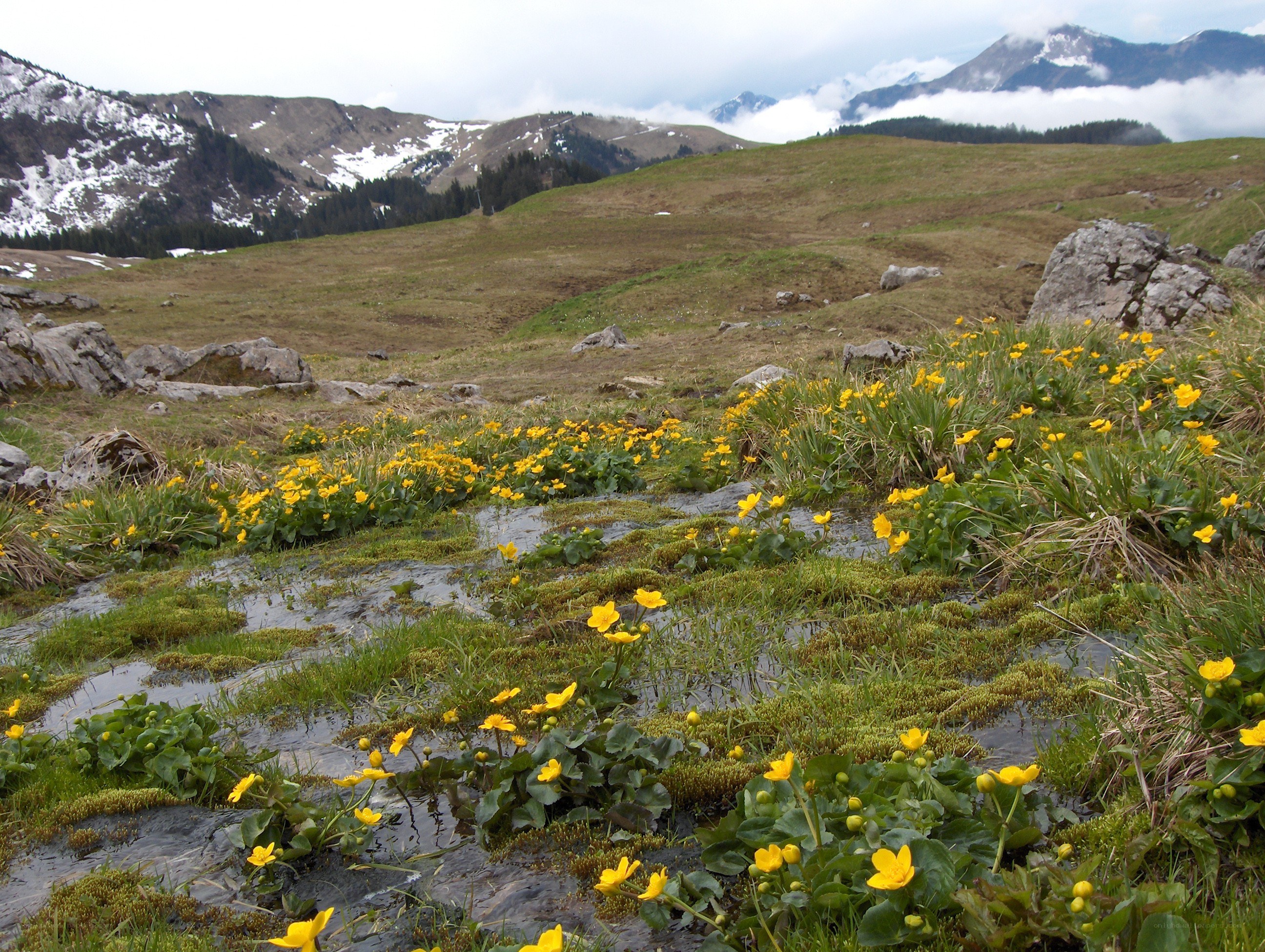 Yellow flowers in a mountain meadow