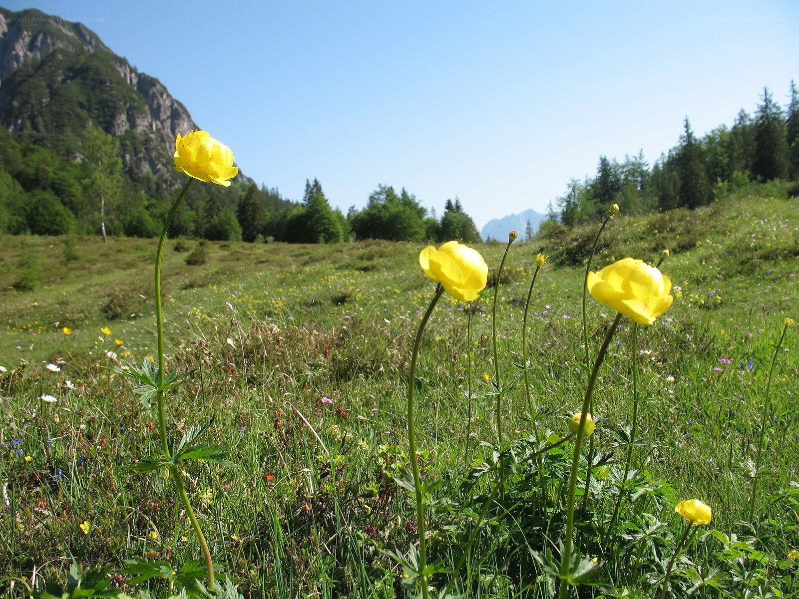 Yellow flowers in a mountain meadow