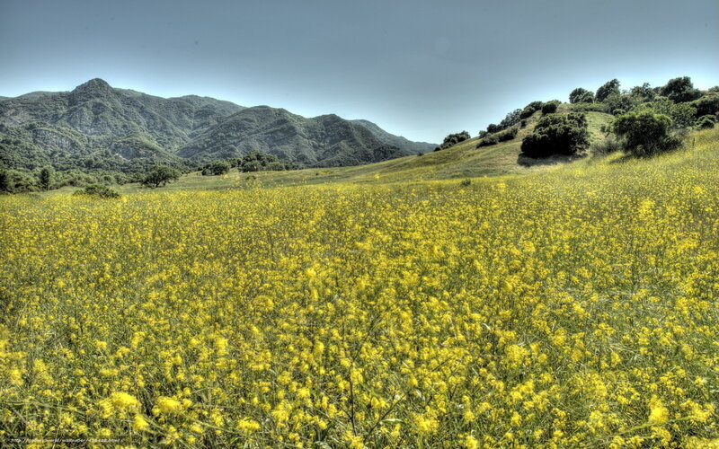Yellow flowers in a mountain valley