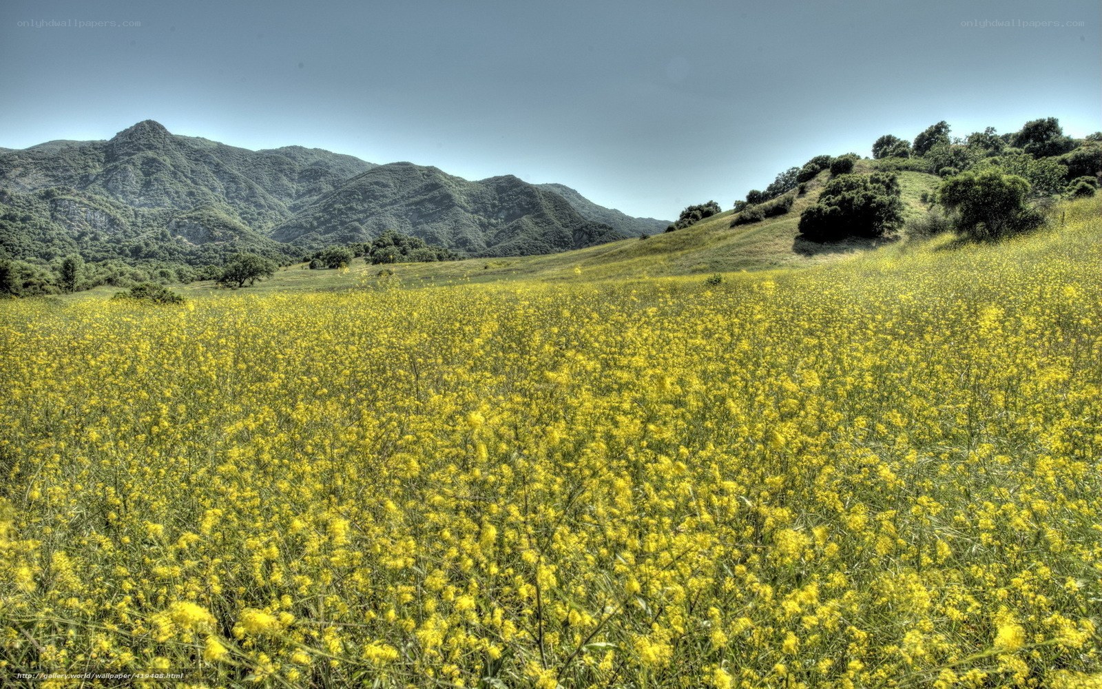 Yellow flowers in a mountain valley