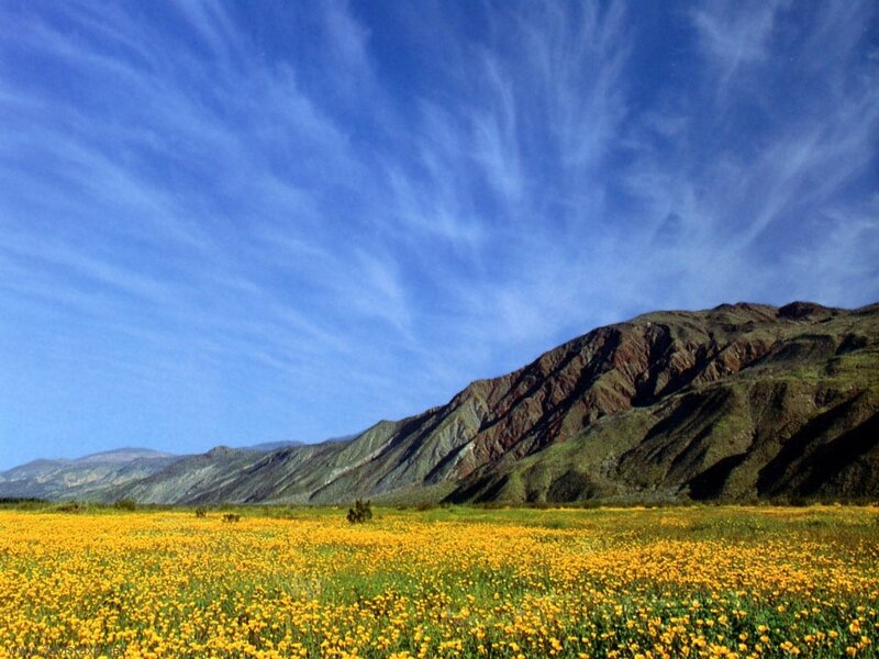 Yellow flowers in a mountain valley