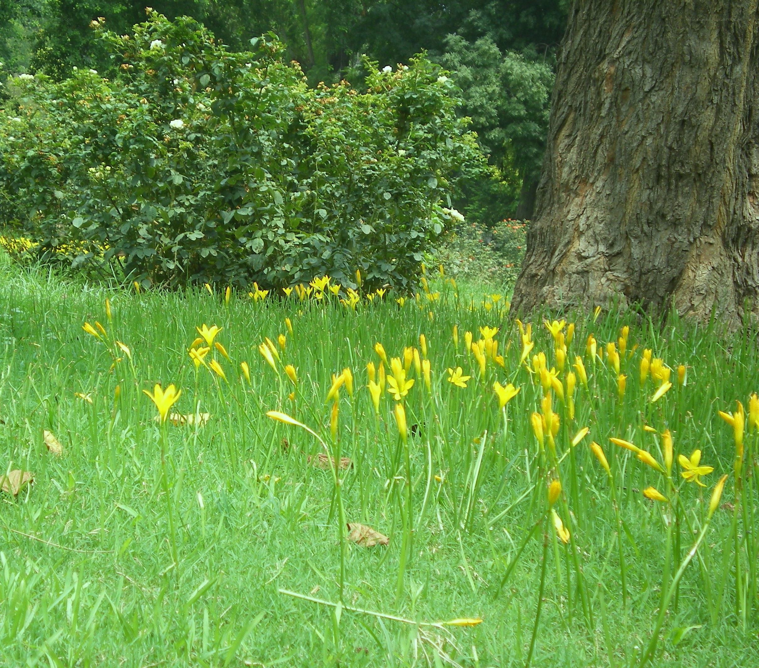 Yellow flowers in a park