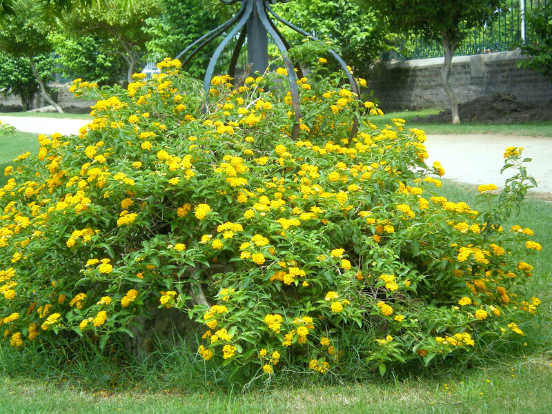 Yellow flowers in a park