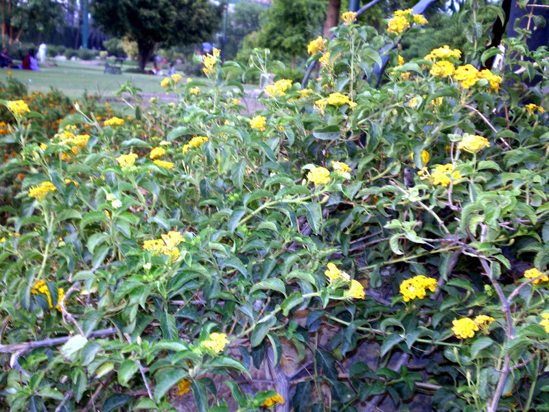 yellow flowers in a park