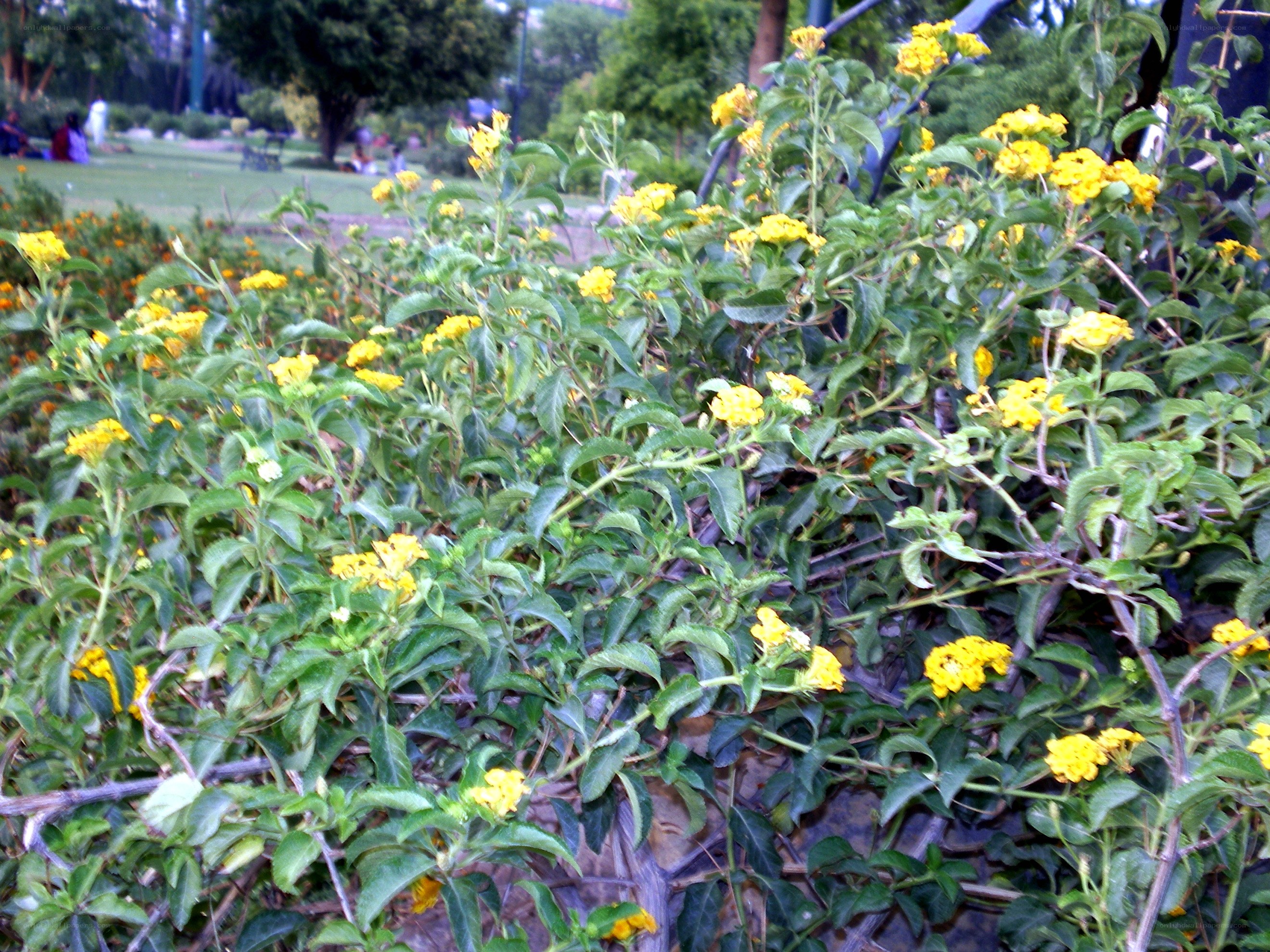 yellow flowers in a park