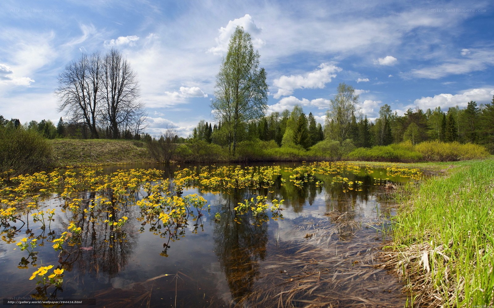 Yellow flowers in a pond