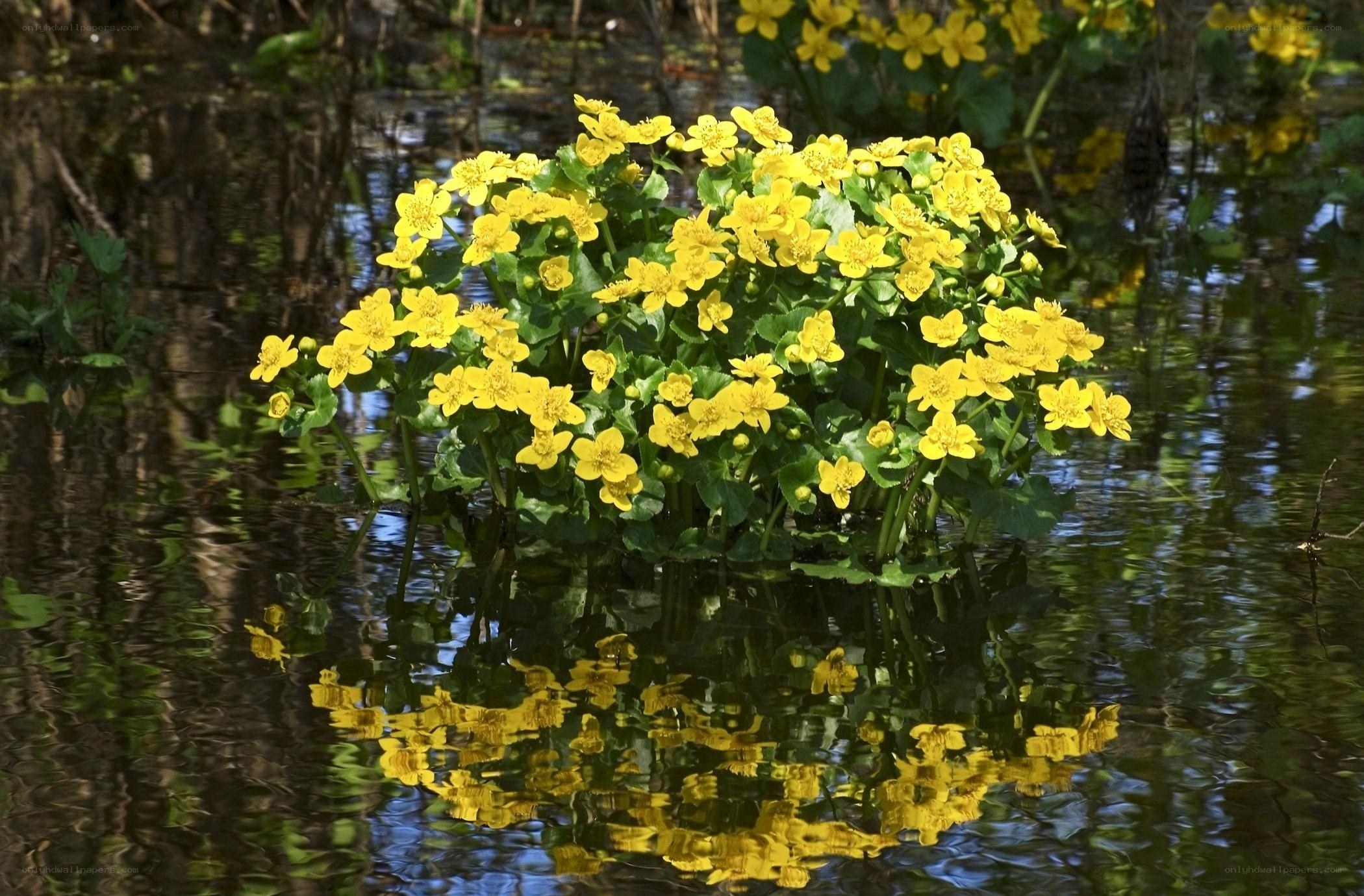 Yellow flowers in a pond