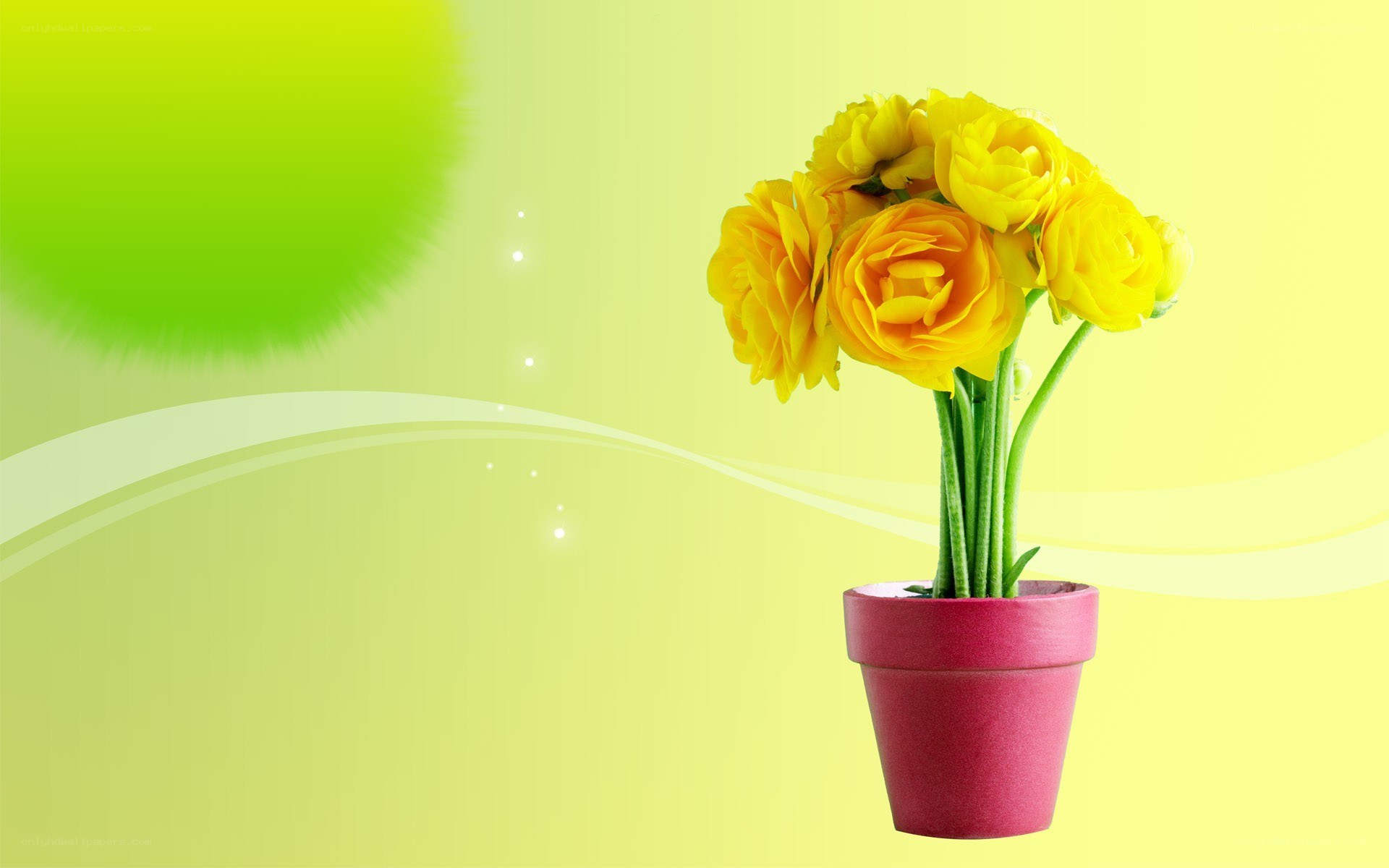 yellow flowers in a pot