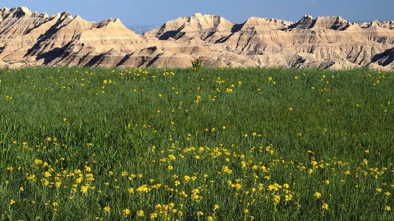 Yellow flowers in a prairie
