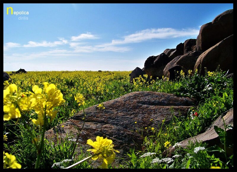 Yellow flowers in a rocky field