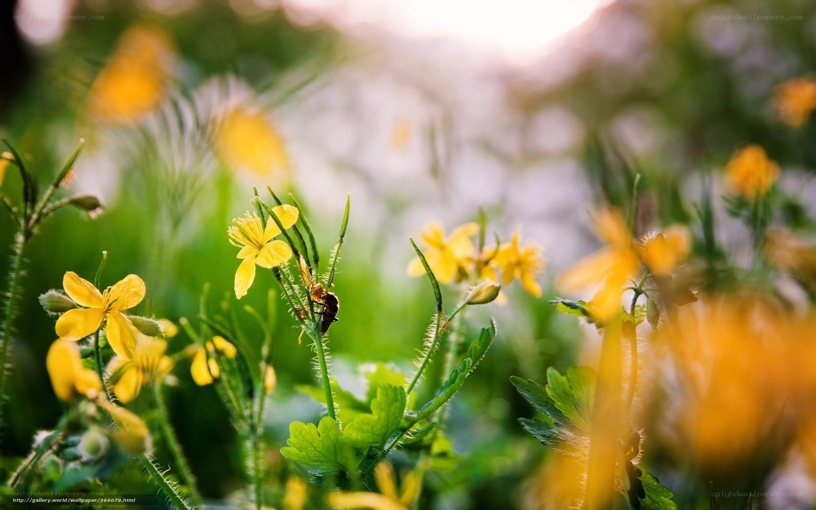 Yellow flowers in a sunlit field