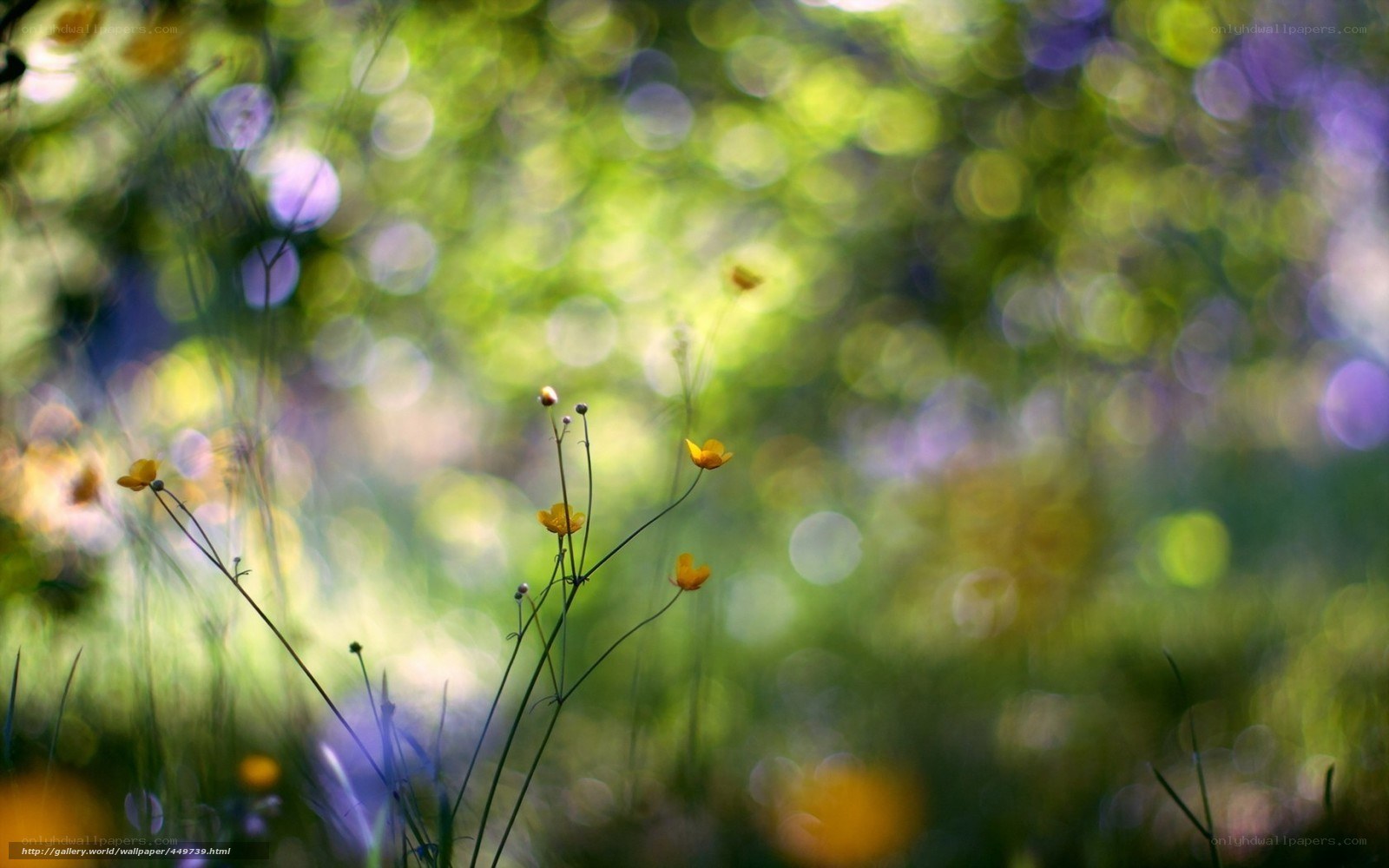 Yellow flowers in a sunlit meadow