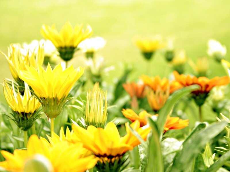 Yellow flowers in a sunny field