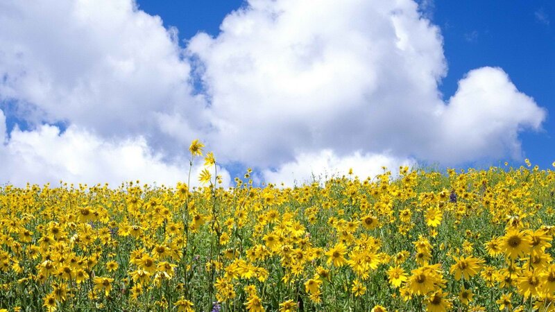 Yellow flowers in a sunny field