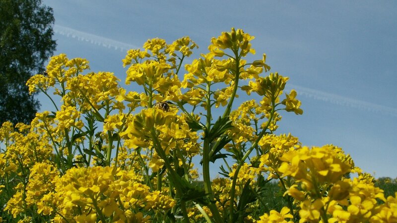 Yellow flowers in a sunny field