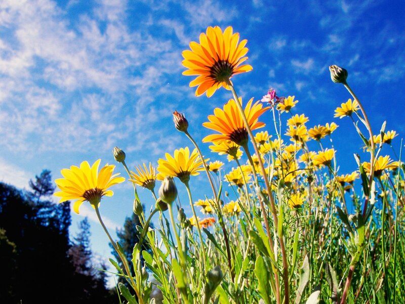 Yellow flowers in a sunny field