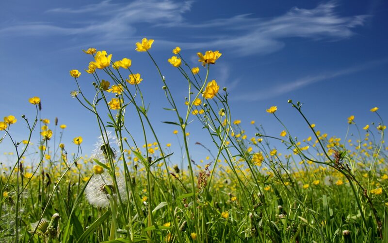 Yellow flowers in a sunny field