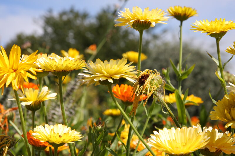 Yellow flowers in a sunny field
