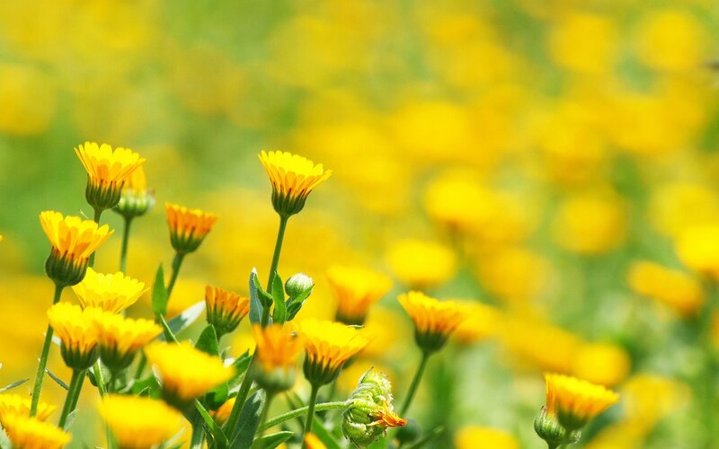 Yellow flowers in a sunny field
