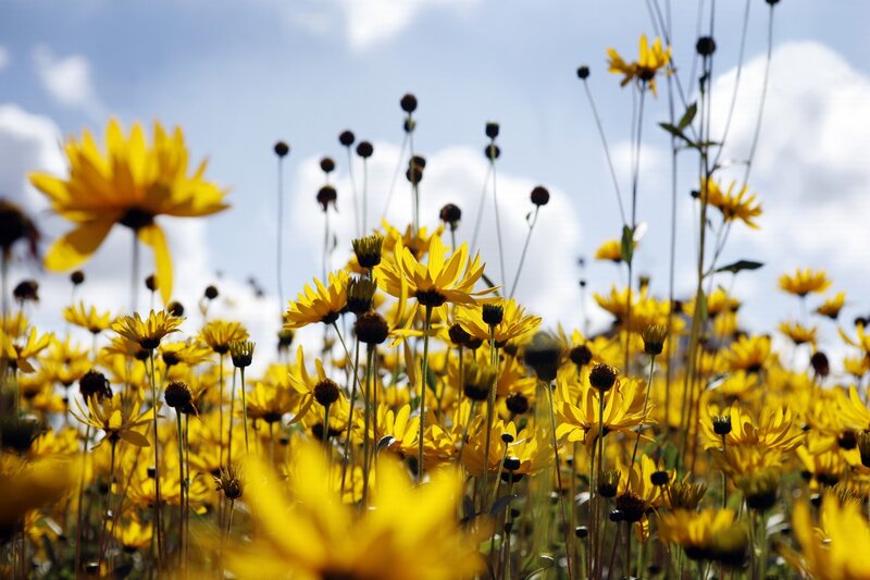 Yellow flowers in a sunny field