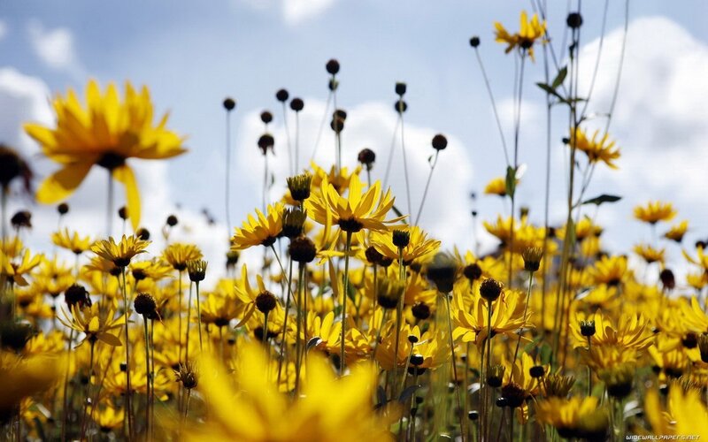 Yellow flowers in a sunny field