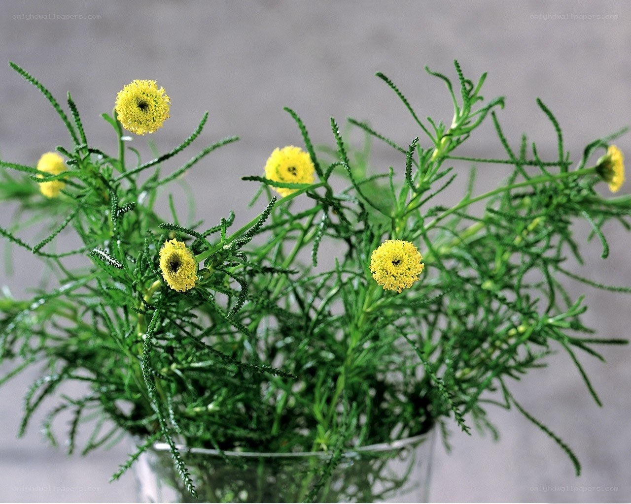 yellow flowers in a vase