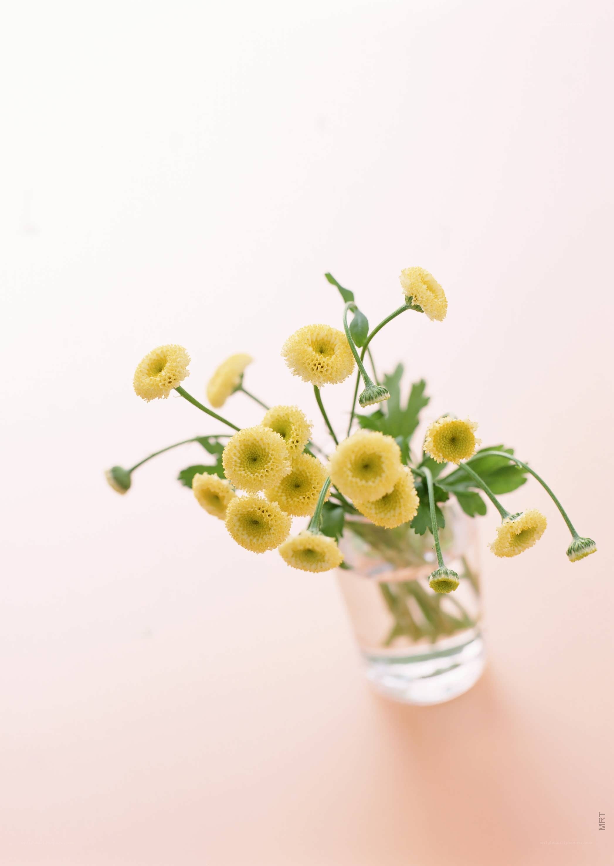 yellow flowers in a vase
