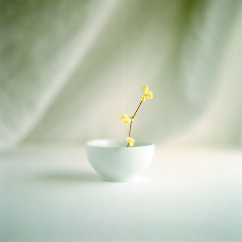 Yellow flowers in a white bowl