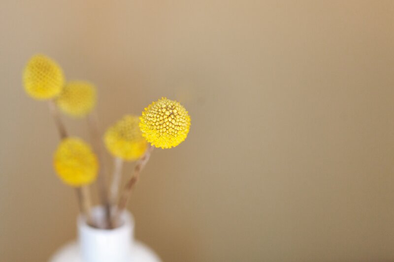 Yellow flowers in a white vase