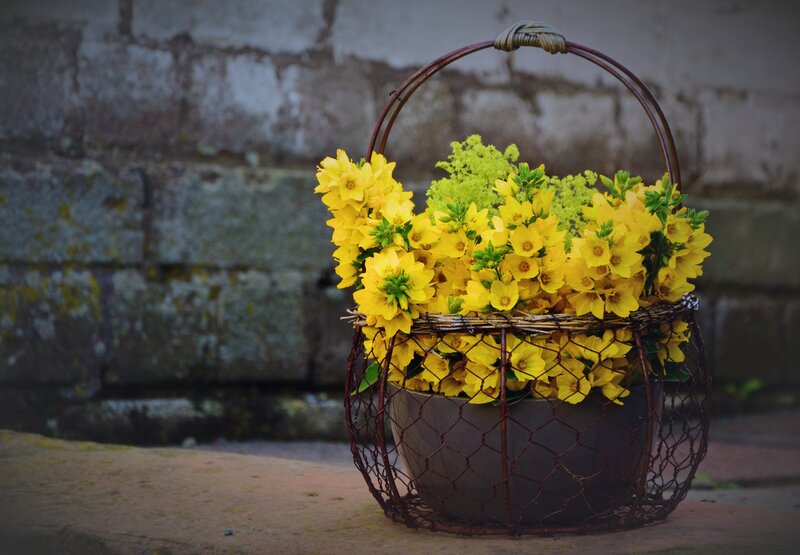 Yellow flowers in a wire basket