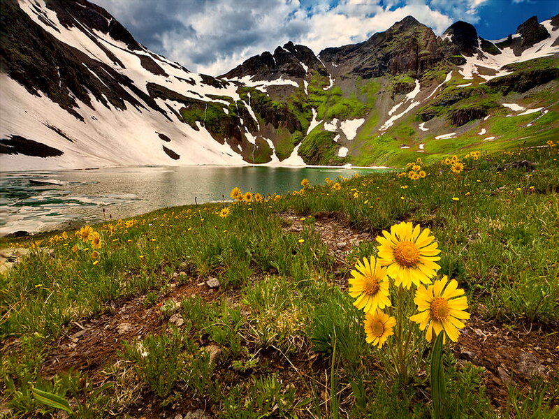 Yellow Flowers in Alpine Meadow — Green