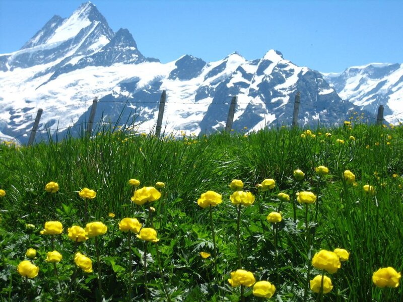 Yellow Flowers in Alpine Meadow