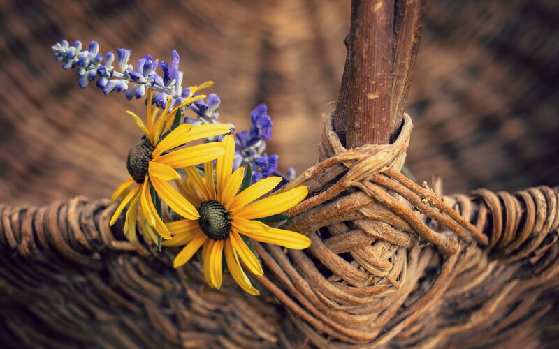 Yellow Flowers in Basket — Calm, Spring