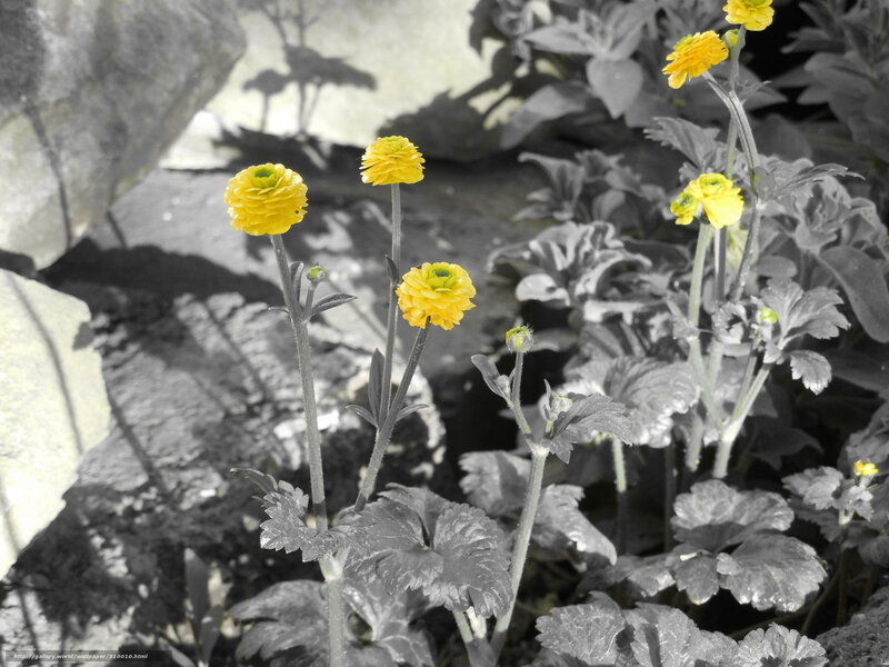 Yellow flowers in black and white