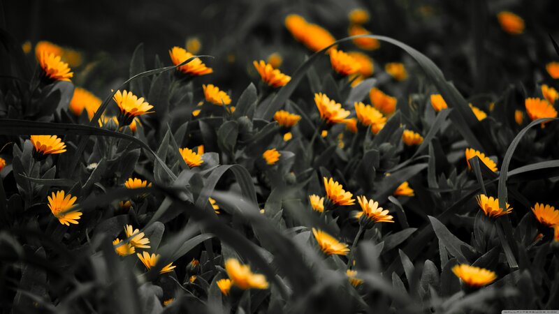 yellow flowers in black and white